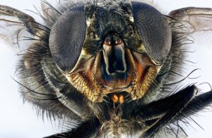 Extreme close up of a housefly's head and compound eyes